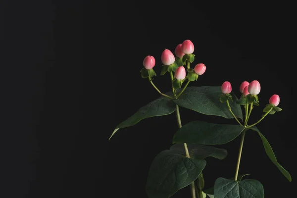 Vista Perto Plantas Com Bagas Hipericum Rosa Isoladas Preto — Fotografia de Stock Grátis