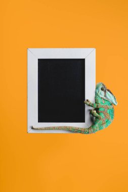 beautiful bright green chameleon on blackboard in white frame isolated on orange clipart