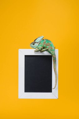 beautiful colorful reptile on blackboard in white frame isolated on yellow clipart