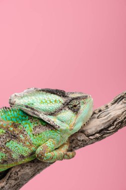 ağaç dalı pink izole oturan güzel renkli bukalemun
