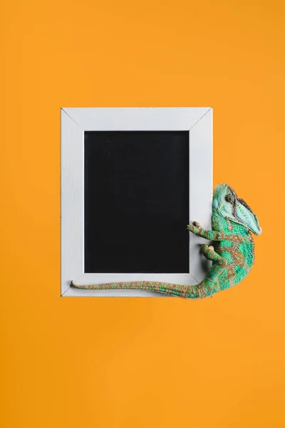 Mooie Heldere Groene Kameleon Blackboard Witte Frame Geïsoleerd Oranje — Stockfoto