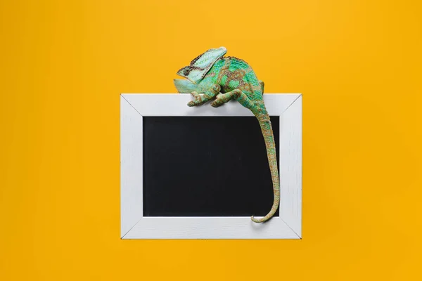 Beautiful Bright Green Chameleon Blackboard White Frame Isolated Yellow — Free Stock Photo