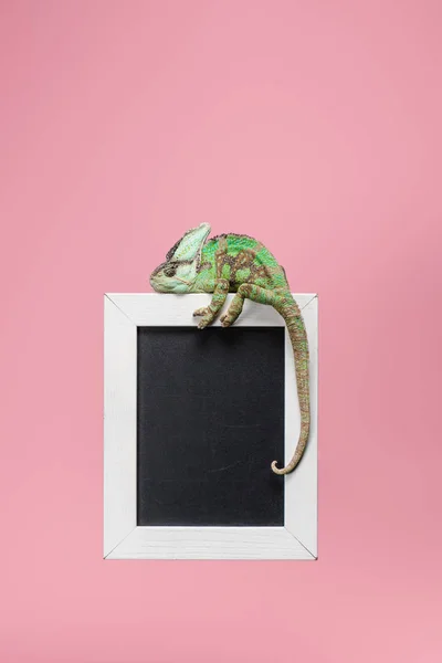 Mooie Heldere Groene Kameleon Blackboard Witte Frame Geïsoleerd Roze — Gratis stockfoto