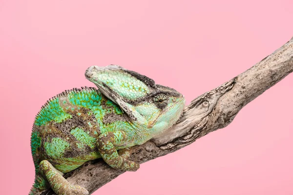 Красивий Яскраво Зелений Хамелеон Сидить Гілці Дерева Ізольований Рожевому — стокове фото