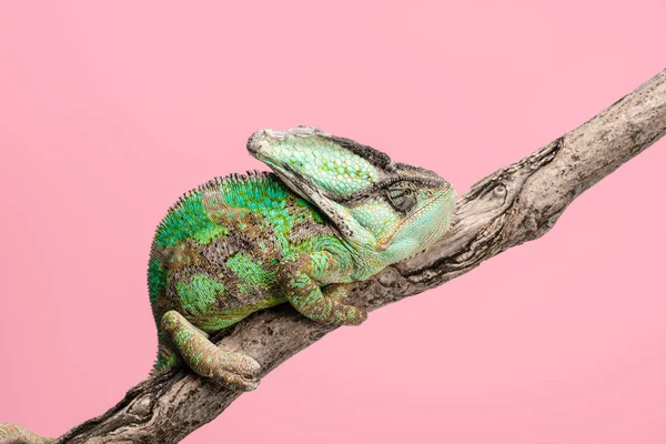 Side View Beautiful Bright Green Chameleon Sitting Tree Branch Isolated — Stock Photo, Image