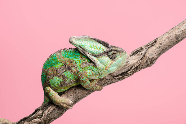 вид сбоку красивой ярко-зеленой чампы на сидящей на ветке дерева, изолированной на розовой
