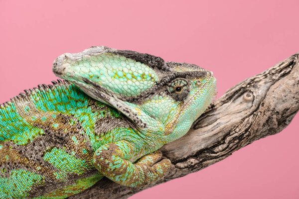 close up of beautiful bright green chameleon sitting on tree branch isolated on pink