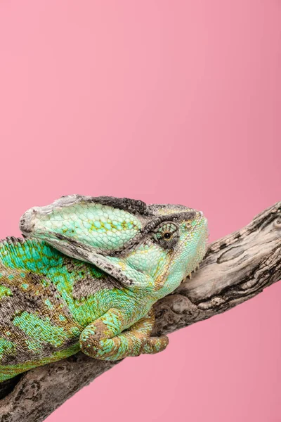 Bonito Camaleão Colorido Sentado Galho Árvore Isolado Rosa — Fotografia de Stock