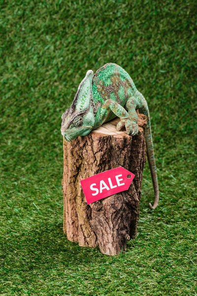 beautiful bright green chameleon sitting on stump with sale sign