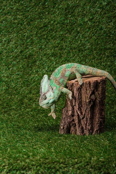 Side View Beautiful Colorful Chameleon Climbing Stump — Free Stock Photo