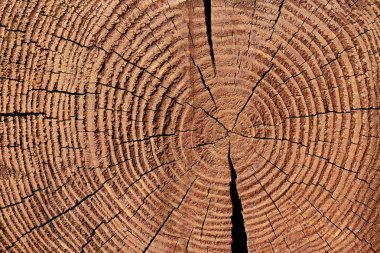 full frame of wooden stump texture as backdrop clipart