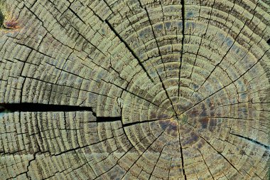 full frame of wooden stump texture as backdrop clipart