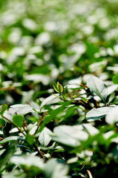 close up view of bushes with green foliage as background