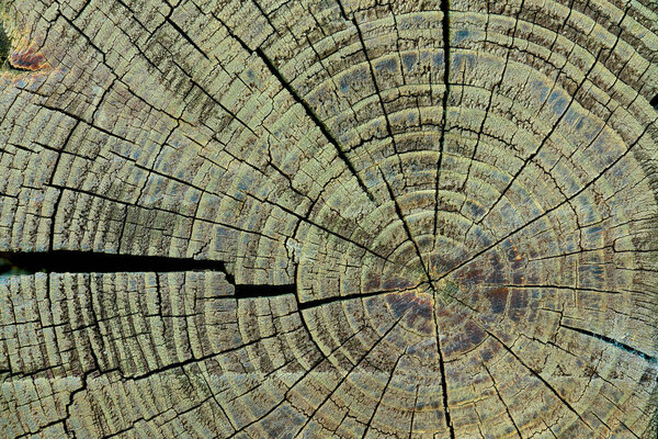 полный каркас текстуры деревянного пня в качестве фона
