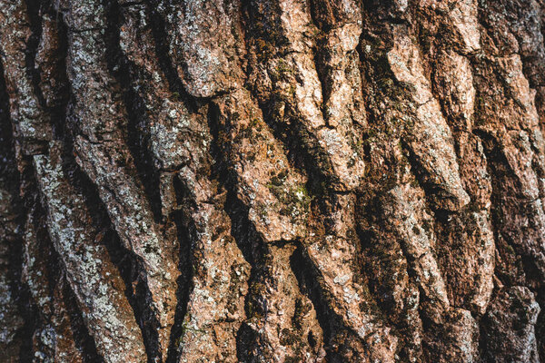 Закрыть текстуру коричневой коры дерева