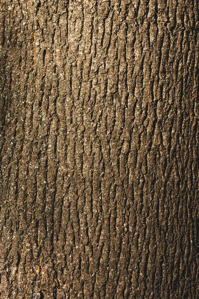 Teksturą Brązowy Kora Drzewa Bliska — Zdjęcie stockowe