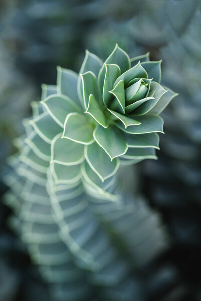 close up of beautiful succulent with blurred background