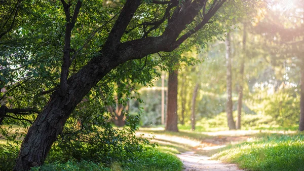 公园里的空旷小路 绿树成荫 阳光灿烂 — 图库照片