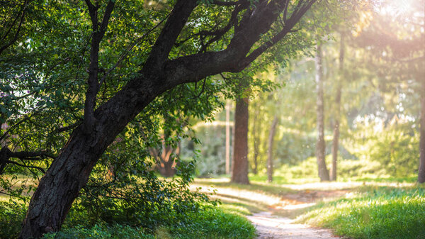 empty pathway in park with green trees and sunlight