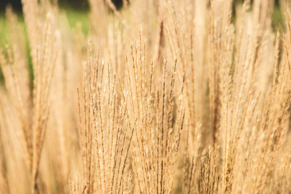 Close Beautiful Yellow Plants Growing Field — Free Stock Photo