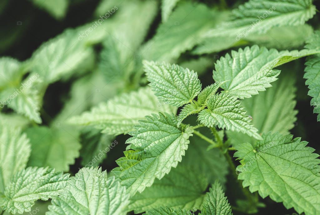 Selective focus of nettle green leaves in park