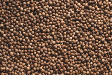 tam kare görünümü aromatik kuru kişniş tohumu