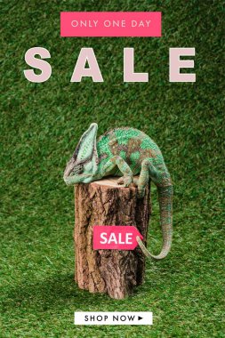side view of beautiful bright green chameleon sitting on stump with sale sign clipart