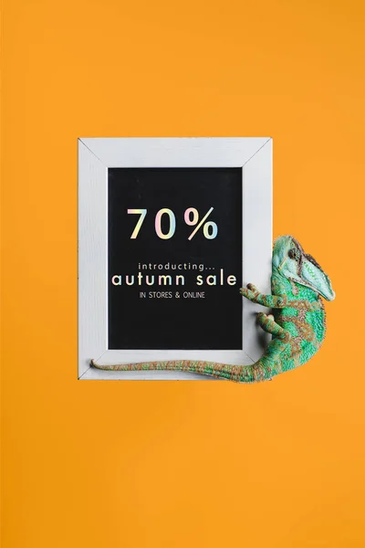 Bright Green Chameleon Blackboard Autumn Sale Isolated Orange — Free Stock Photo