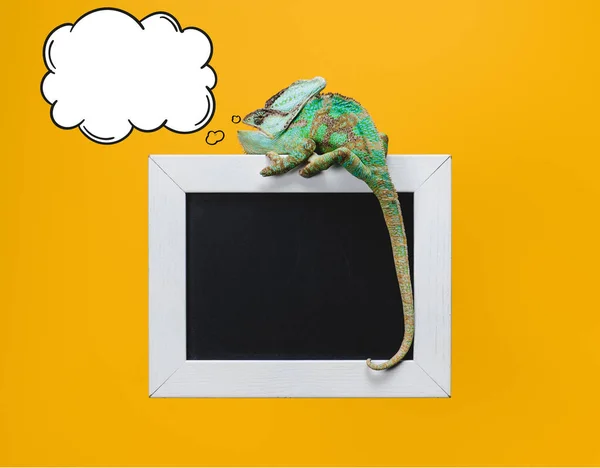 Beautiful Bright Green Chameleon Thought Bubble Blackboard White Frame Isolated — Stock Photo, Image