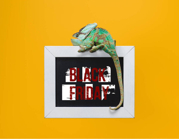 beautiful green chameleon on blackboard with black friday sign isolated on yellow