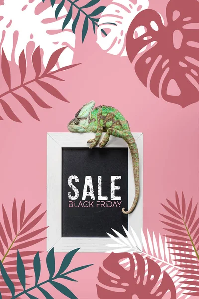 Green Chameleon Blackboard Black Friday Sale Isolated Pink Monstera Palm — Stock Photo, Image