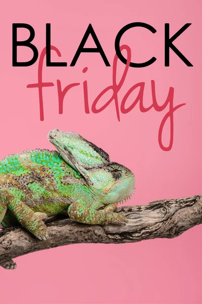 Beautiful Exotic Chameleon Sitting Tree Branch Isolated Pink Black Friday — Stock Photo, Image