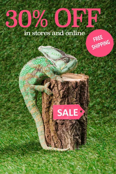 Beautiful Bright Green Chameleon Climbing Stump Sale Tag Percents Free — Stock Photo, Image