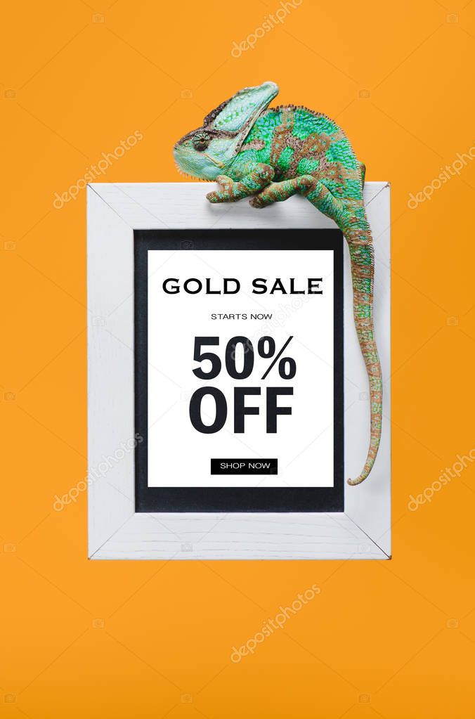 beautiful colorful reptile on blackboard with 50 percents off, gold sale isolated on yellow