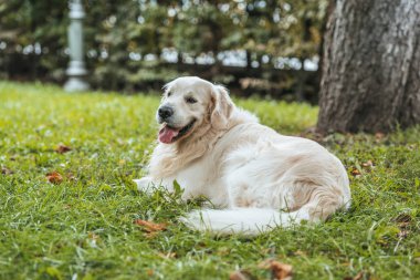 cute playful golden retriever dog lying on green grass in park clipart