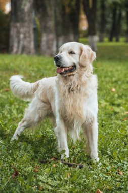 parkta çim üzerinde oynayan sevimli komik retriever köpek
