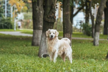 çok güzel oynak golden retriever köpek ayakta çimenlerin üzerinde ve kamera Park bakarak