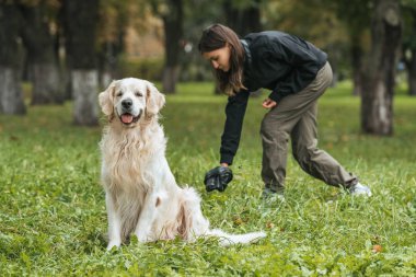 young woman cleaning after golden retriever dog in park clipart