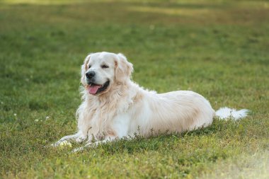 şirin komik golden retriever köpek dili parkta çim üzerinde yalan 