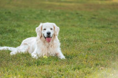 sevimli golden retriever köpek dili parkta çim üzerinde yalan 
