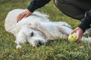 Kırpılan atış topu tutan ve Park köpekle oynayan kadın