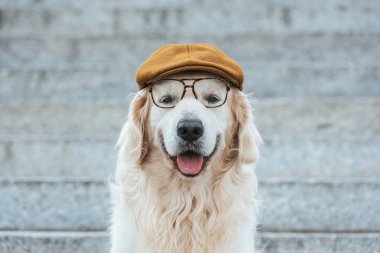 şirin golden retriever köpek kap ve kameraya bakarak gözlük
