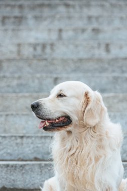 Güzel av köpeği köpek merdivenlerde oturan ve uzağa arıyorsunuz dil ile