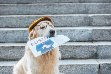 Retriever köpek kap ve iş gazete tutan gözlük