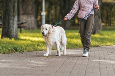 kız ile rehber köpek parkta yürüyüş kadeh kırpılmış 