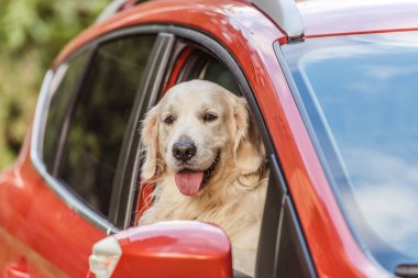 Kırmızı arabada oturan ve kamera pencereden bakarak güzel golden retriever köpek