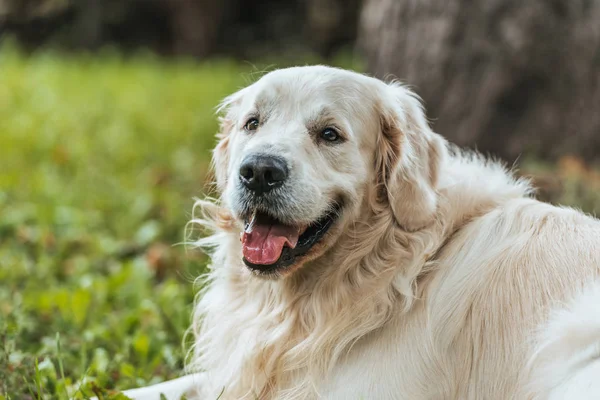 close-up view of adorable playful golden retriever dog resting on grass in park