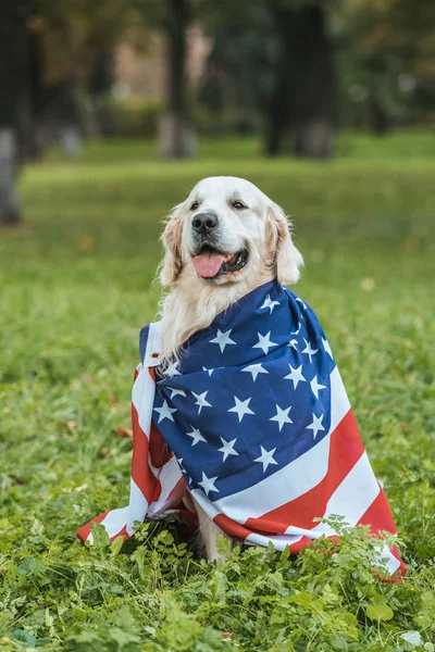 cute retriever dog wrapped in american flag sitting on grass in park