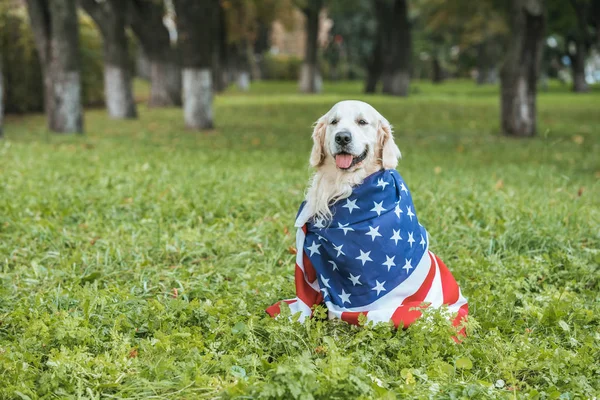 Söt Golden Retriever Hund Insvept Amerikanska Flaggan Sitter Gräset Parken — Stockfoto