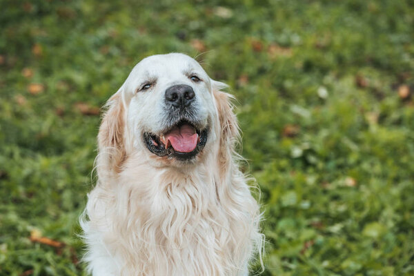 cute retriever dog showing tongue out and looking at camera while sitting on grass in park